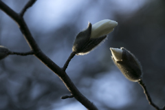 辛夷の花が咲く頃 04