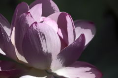 夏色の花 12