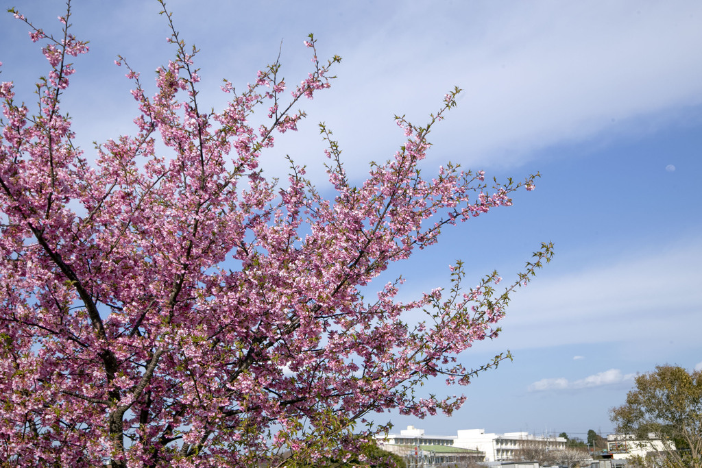 早咲き桜 01