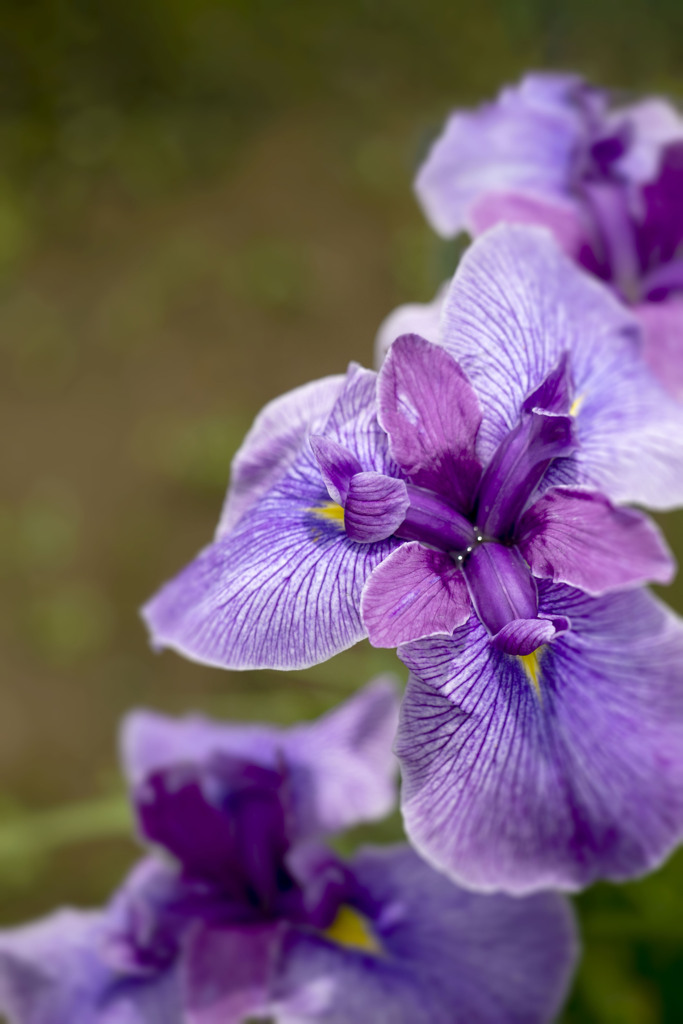 隔離された花菖蒲 02