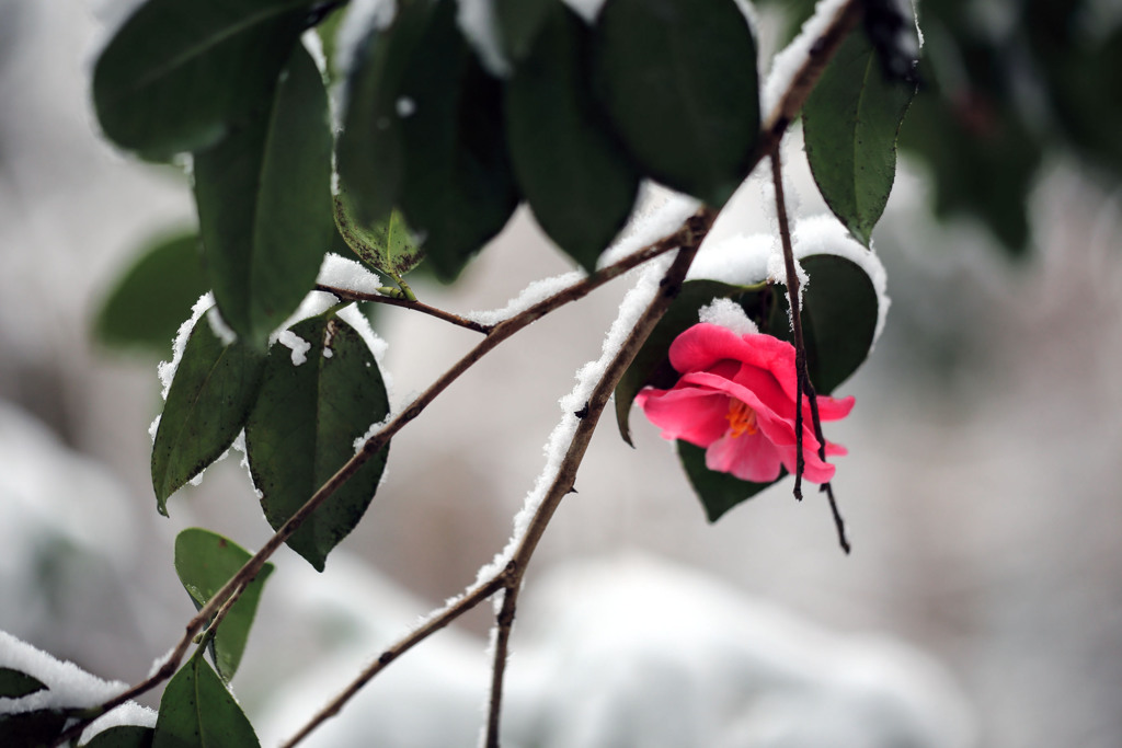 立春の雪景色（市川自然観賞園） 04