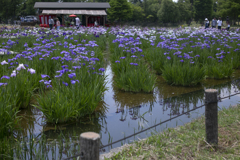 花菖蒲祭り 09