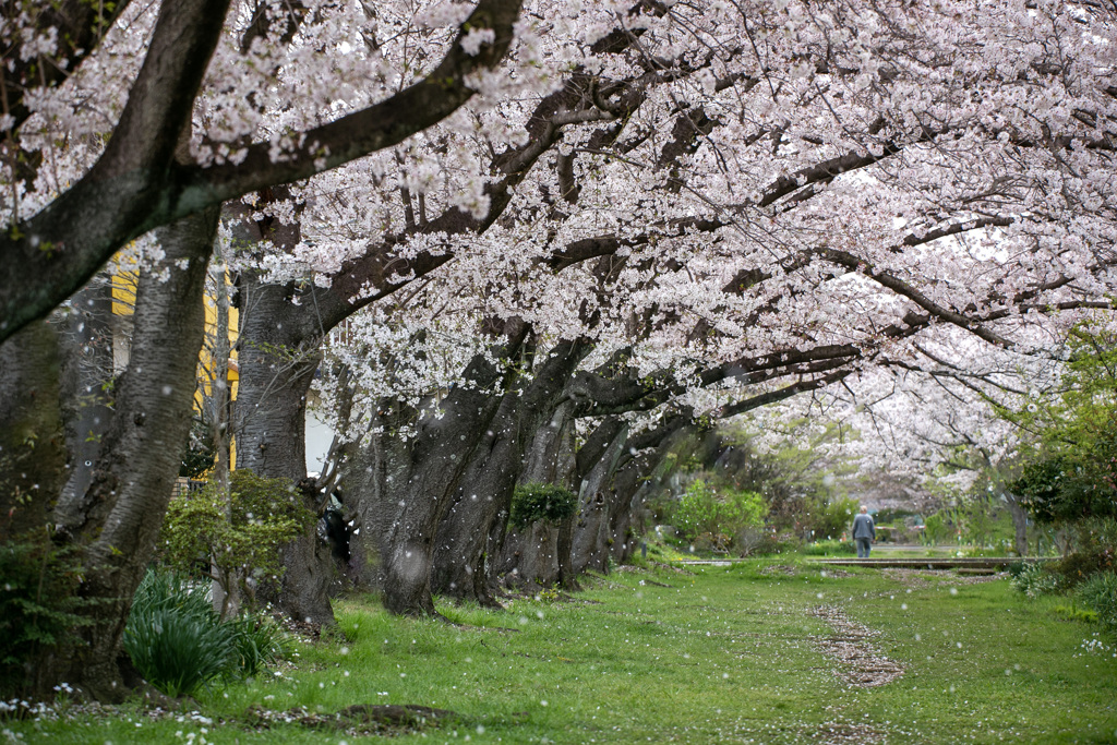 わが住宅街の桜 01