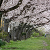 わが住宅街の桜 01