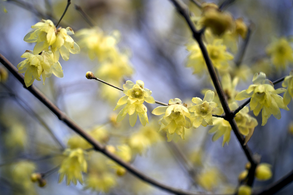冬の花 11