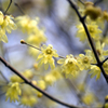 冬の花 11