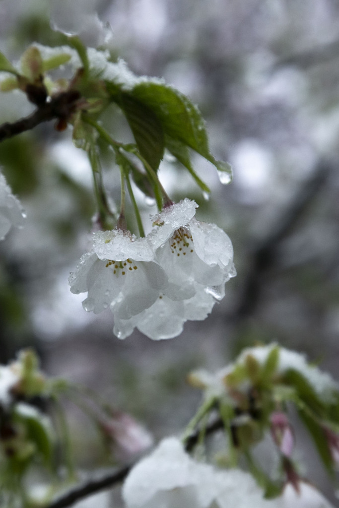 雪の花 02