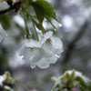 雪の花 02