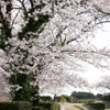近所の桜 02