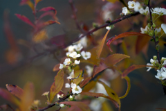 冬の花 06