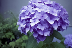 雨に咲く花 01