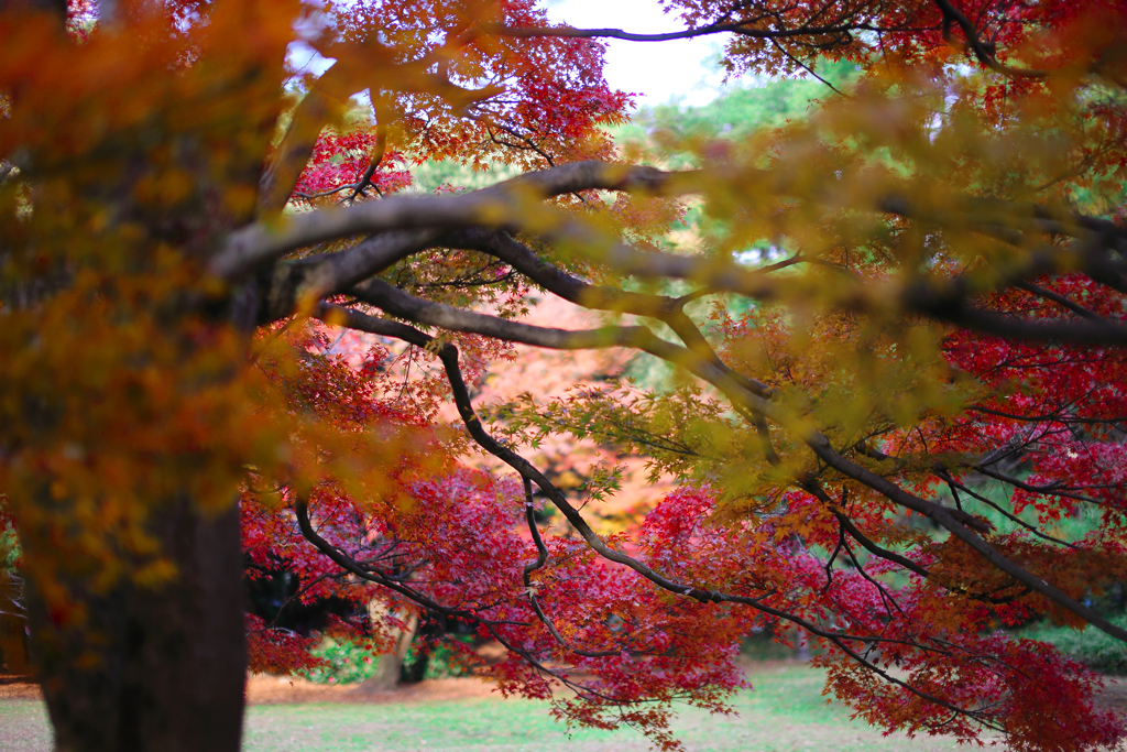 晩秋の彩（大宮公園） 13