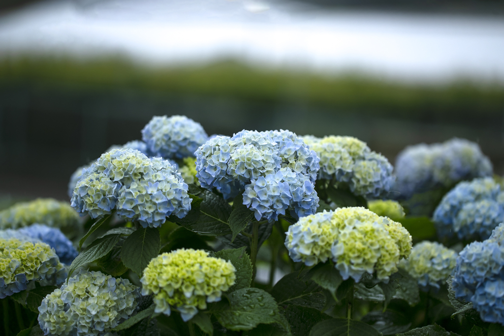 雨に咲く花 01 By 玉青 Id 写真共有サイト Photohito