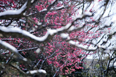 立春の雪景色（八重の紅梅） 08