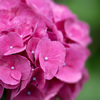 雨に咲く花 09