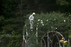 ラスト春薔薇 09