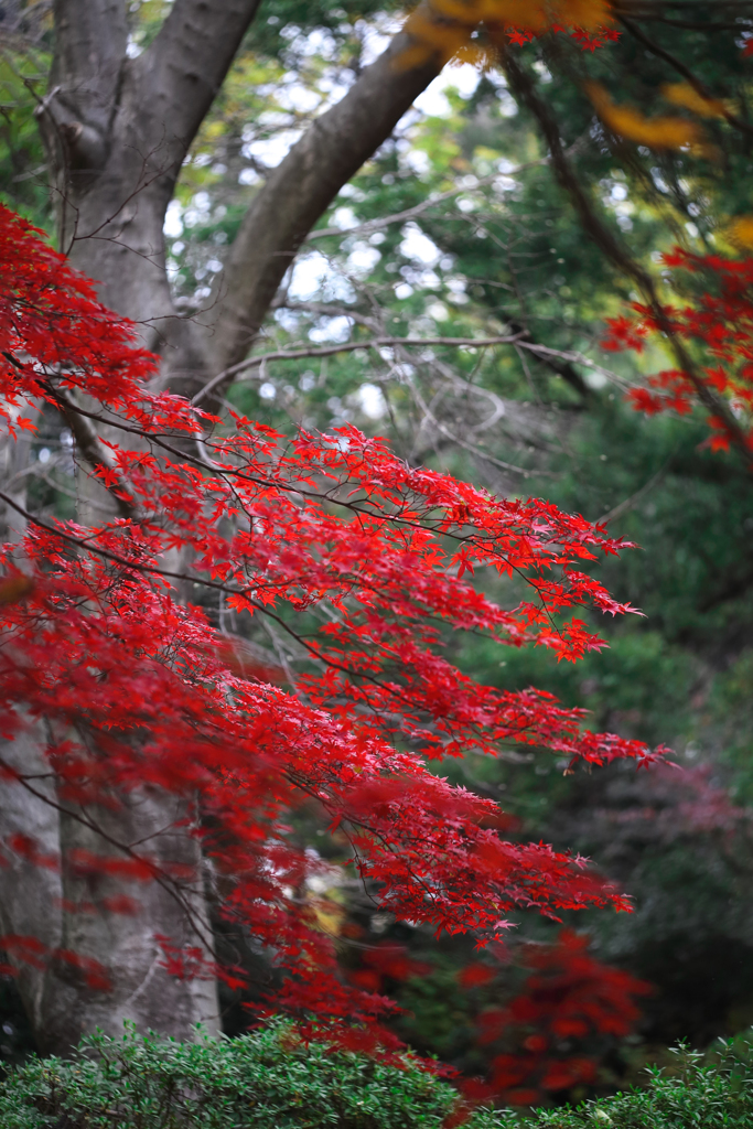 晩秋の彩（大宮公園） 02