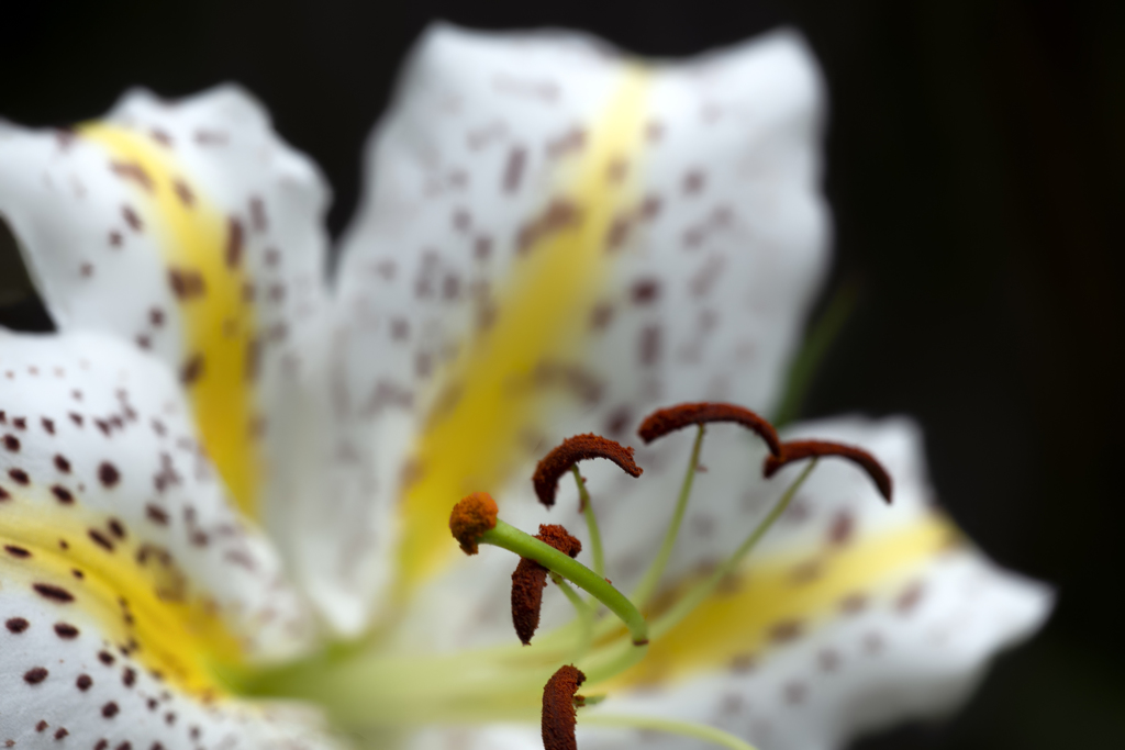 夏色の花 08