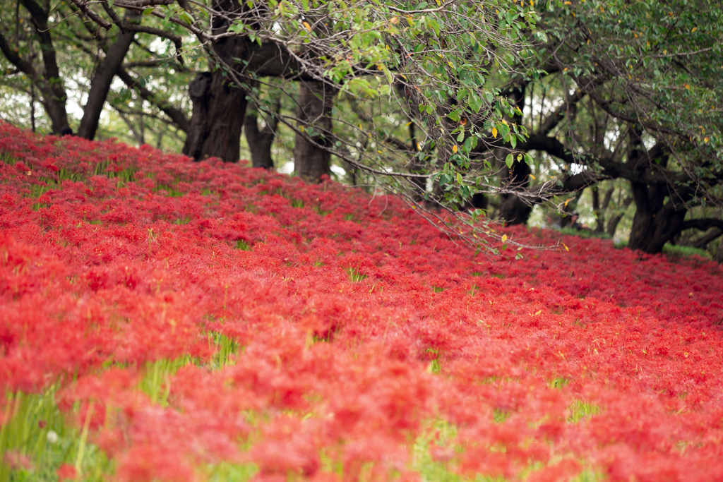 350万本の曼珠沙華 07