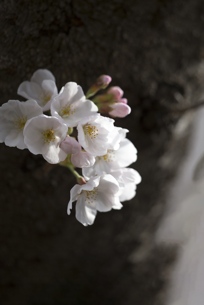 花便り 05