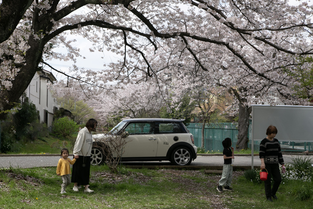 わが住宅街の桜 03