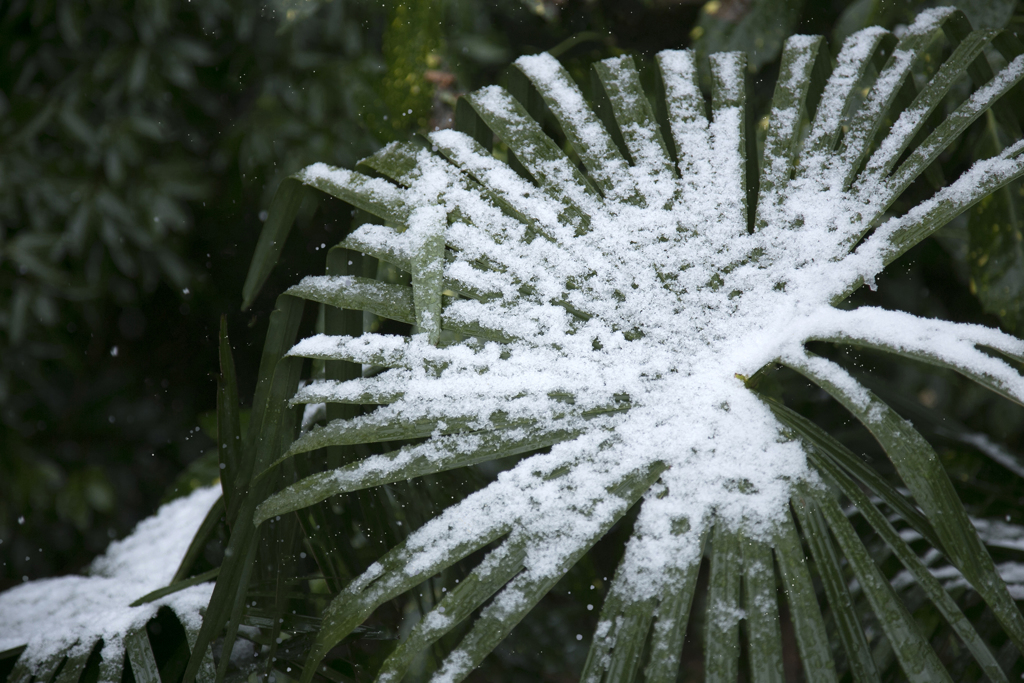 雪の華 02