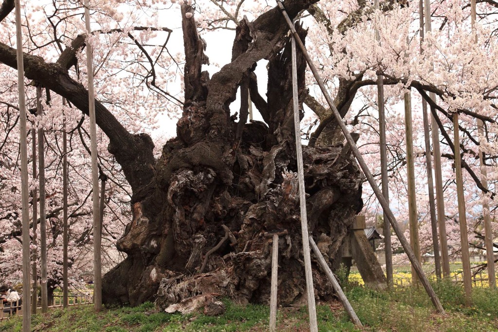 神代サクラ－１８