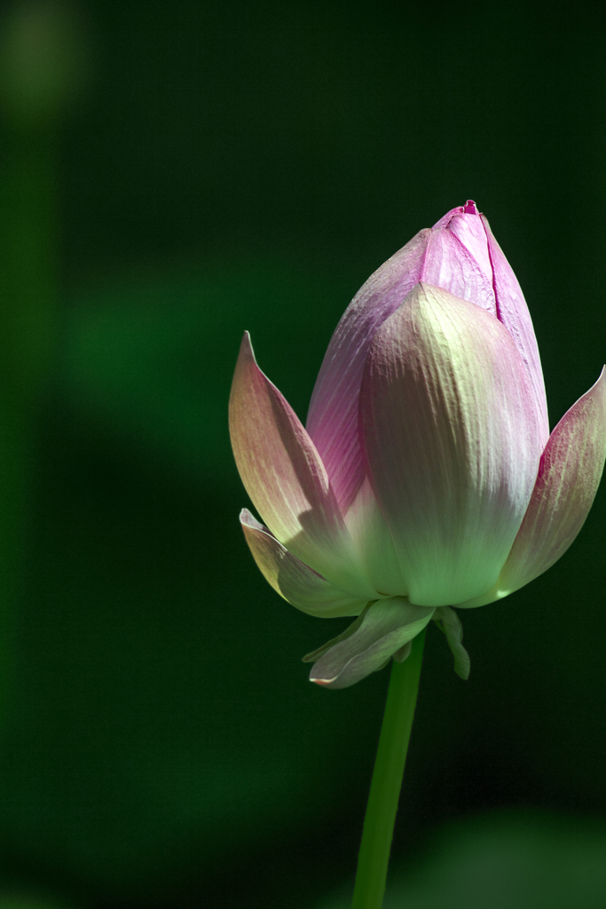 夏色の花 01