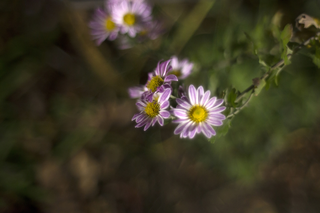 オールドレンズ ②