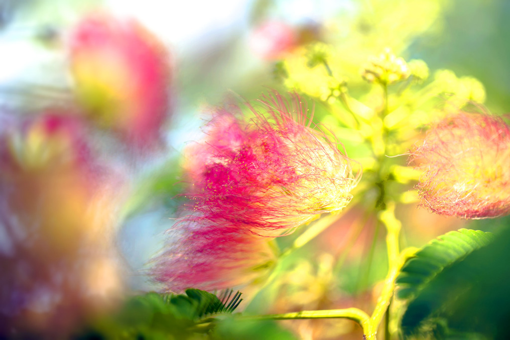 合歓の花も熱中症