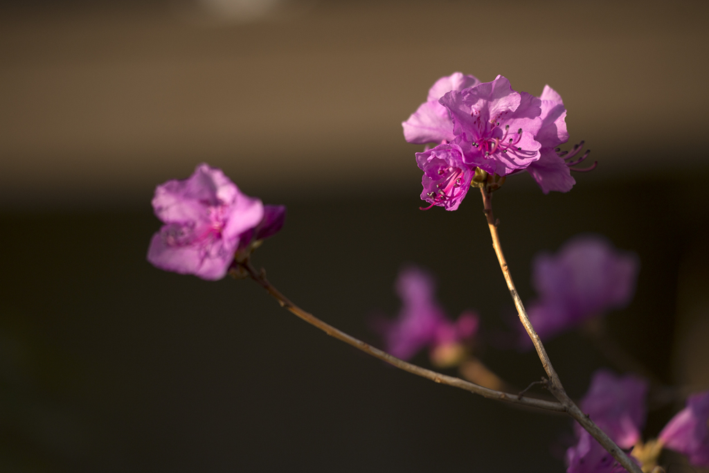 Spring of the roadside 07