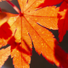 師走の紅葉 07