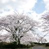 近所の桜 01