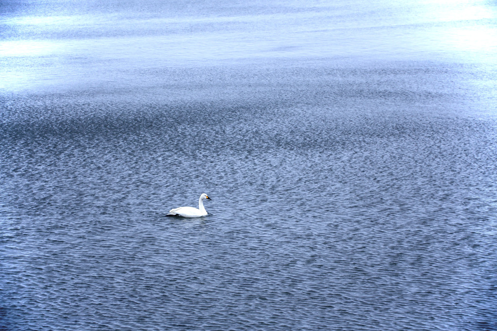 白鳥の湖 05