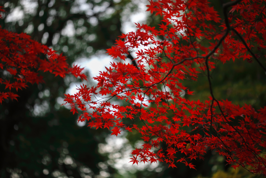 晩秋の彩（大宮公園） 12