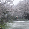 雪ザクラ 02
