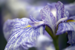 花菖蒲祭り 04
