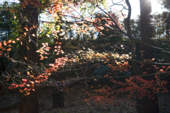 冬枯れの前に 08