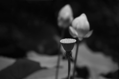 夏色の花 11