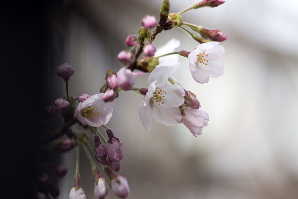 花便り 04