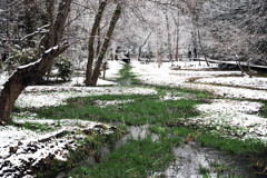 立春の雪景色（市川自然観察園） 11