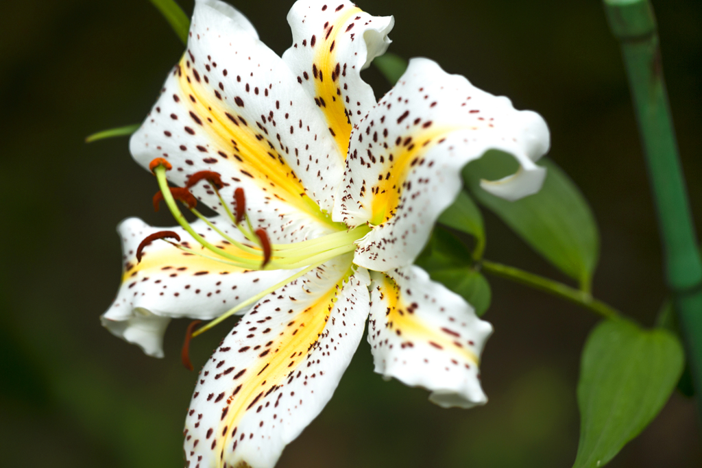 夏色の花 09
