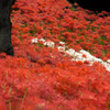 350万本の曼珠沙華 05