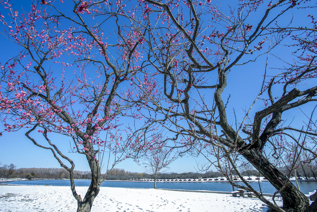 ２度目の雪景 01