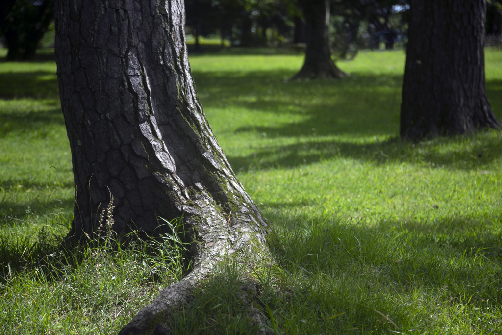 Green Fields 01