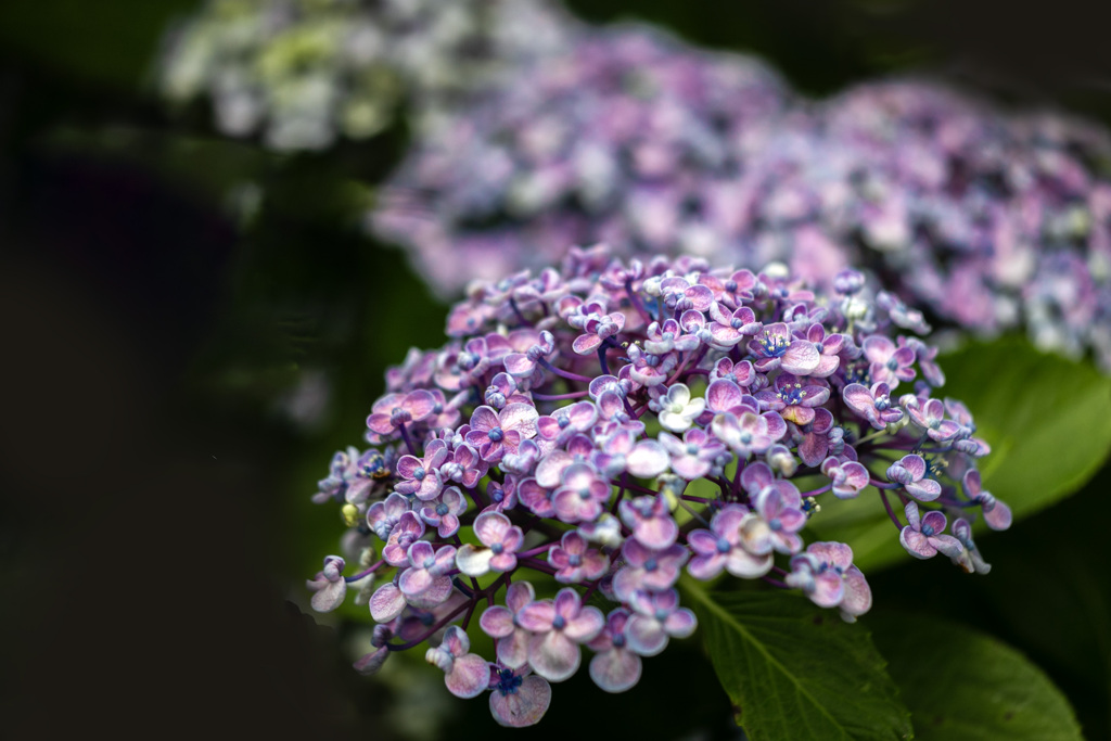 雨に咲く花 11