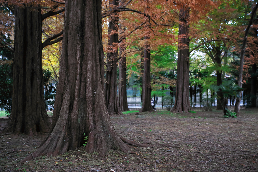 晩秋の彩（大宮公園） 11