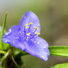 Rainy Blue 03