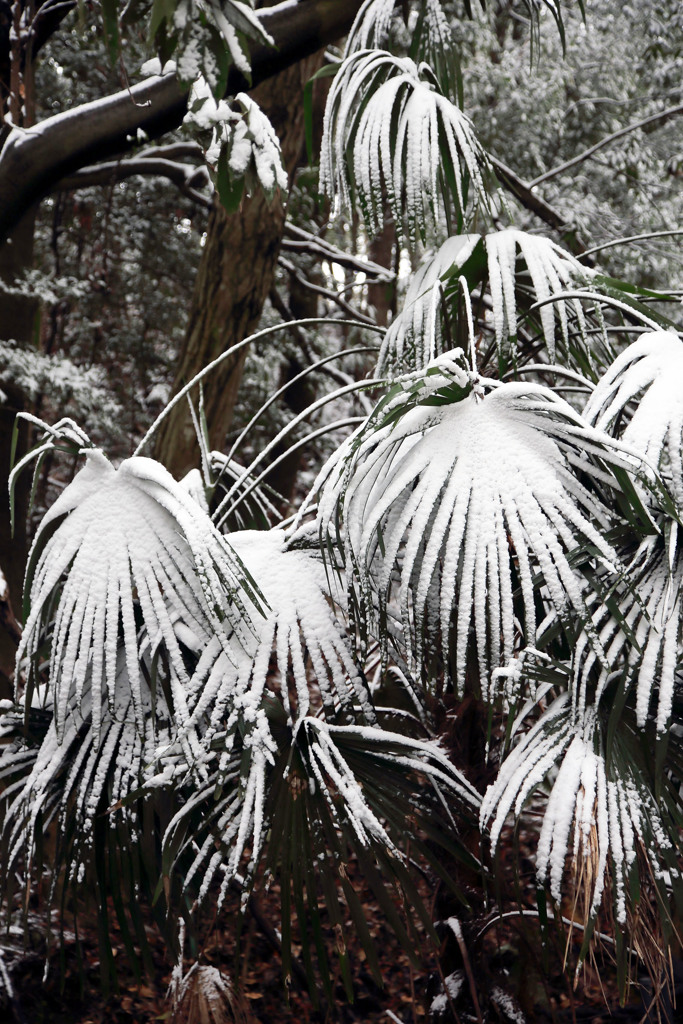 立春の雪景色（市川自然観察園） 08