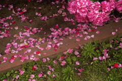 ラスト春薔薇 07
